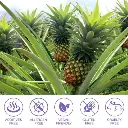 imgi_11_s-pdpxl.webp